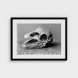 Moa Skull - Burton Brothers Art Print / Canvas Fossilized, Cavernous Sockets Hollowed Prints