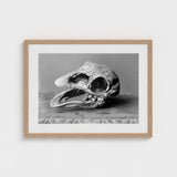 Moa Skull - Burton Brothers Art Print / Canvas Fossilized, Cavernous Sockets Hollowed Prints