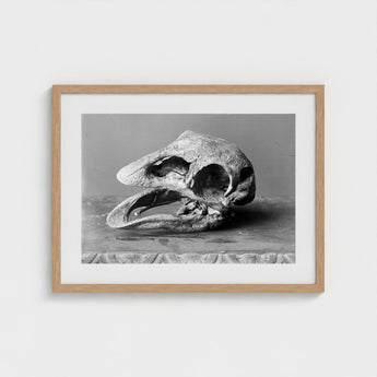 Moa Skull - Burton Brothers Art Print / Canvas Fossilized, Cavernous Sockets Hollowed Prints