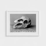 Moa Skull - Burton Brothers Art Print / Canvas Fossilized, Cavernous Sockets Hollowed Prints
