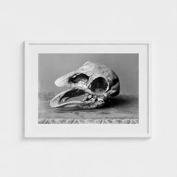 Moa Skull - Burton Brothers Art Print / Canvas Fossilized, Cavernous Sockets Hollowed Prints