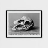 Moa Skull - Burton Brothers Art Print / Canvas Fossilized, Cavernous Sockets Hollowed Prints