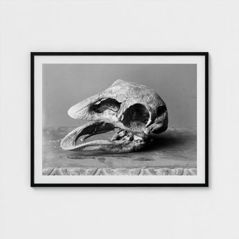 Moa Skull - Burton Brothers Art Print / Canvas Fossilized, Cavernous Sockets Hollowed Prints