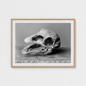 Moa Skull - Burton Brothers Art Print / Canvas Fossilized, Cavernous Sockets Hollowed Prints