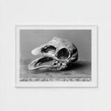 Moa Skull - Burton Brothers Art Print / Canvas Fossilized, Cavernous Sockets Hollowed Prints