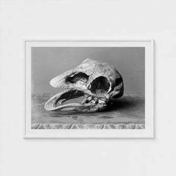 Moa Skull - Burton Brothers Art Print / Canvas Fossilized, Cavernous Sockets Hollowed Prints
