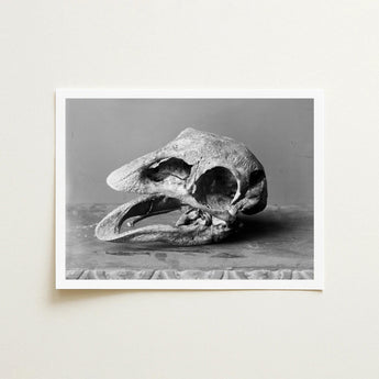 Moa Skull - Burton Brothers Art Print / Canvas Fossilized, Cavernous Sockets Hollowed Prints