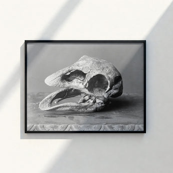 Black-framed Photographic Print Monochrome Textured Fossilized Dinosaur Skull Moa, Burton Brothers Art, Cavernous Sockets Hollowed