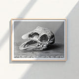 Framed Black-and-white Photograph Textured Fossilized Reptilian Skull Open Moa, Burton Brothers Art Print, Cavernous Sockets Hollowed