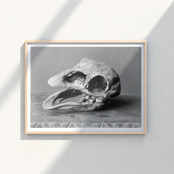 Framed Black-and-white Photograph Textured Fossilized Reptilian Skull Open Moa, Burton Brothers Art Print, Cavernous Sockets Hollowed