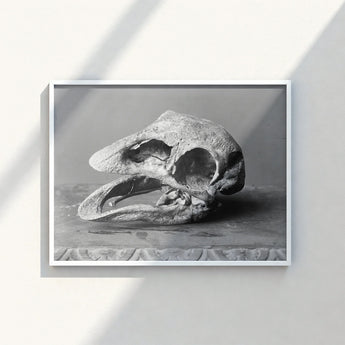 Framed Black-and-white Photograph Textured Fossilized Bird Skull Open Moa, Burton Brothers Art Print, Cavernous Sockets Hollowed