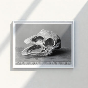Framed Black-and-white Photograph Textured Fossilized Dinosaur Skull Prominent Moa, Burton Brothers Art Print, Cavernous Sockets Hollowed