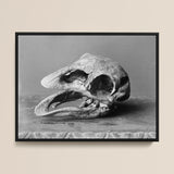 Moa Skull - Burton Brothers Art Print / Canvas Black-framed Black-and-white Photograph Textured Fossilized Dinosaur Prominent, Cavernous