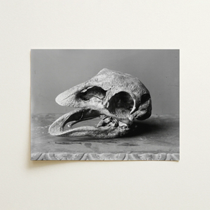 Moa Skull - Burton Brothers Art Print / Canvas Black-and-white Photograph Reptilian Skull Textured Fossilized Bone Open Moa Skull, Burton