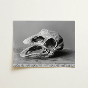 Moa Skull - Burton Brothers Art Print / Canvas Black-and-white Photograph Reptilian Textured Fossilized Bone Open, Cavernous Sockets
