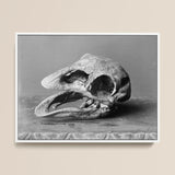 Moa Skull - Burton Brothers Art Print / Canvas Black-and-white Photograph Textured Fossilized Dinosaur Open Jaw, Cavernous Sockets Hollowed