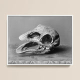 Moa Skull - Burton Brothers Art Print / Canvas Black-and-white Photograph Textured Fossilized Dinosaur Open Jaw, Cavernous Sockets Hollowed