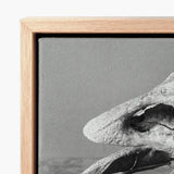 Minimalist Black-and-white Canvas Print Weathered Driftwood Framed Light Fossilized Moa Skull, Burton Brothers Art, Cavernous Sockets