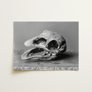 Moa Skull - Burton Brothers Art Print / Canvas, Fossilized Moa Skull, Burton Brothers Art Print, Cavernous Sockets Hollowed