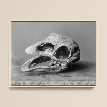 Moa Skull - Burton Brothers Art Print / Canvas Framed Black-and-white Photograph Textured Fossilized Bird Open, Cavernous Sockets Hollowed