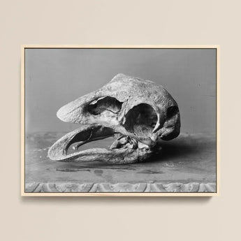 Moa Skull - Burton Brothers Art Print / Canvas Framed Black-and-white Photograph Textured Fossilized Bird Open, Cavernous Sockets Hollowed