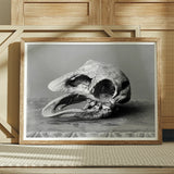 Moa Skull - Burton Brothers Art Print / Canvas Framed Black White Weathered Animal Fossilized, Cavernous Sockets Hollowed Prints