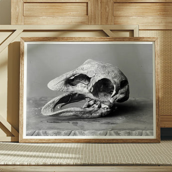 Moa Skull - Burton Brothers Art Print / Canvas Framed Black White Weathered Animal Fossilized, Cavernous Sockets Hollowed Prints