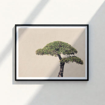 Black-framed Minimalist Art Print Stylized Green Bonsai Tree Photography, Horticultural Haiku, Photographic Ode