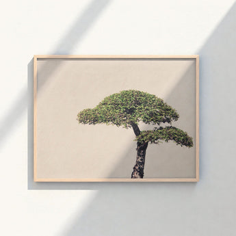 Minimalist Framed Art Print Single Lush Green Bonsai Photography, Horticultural Haiku, Photographic Ode