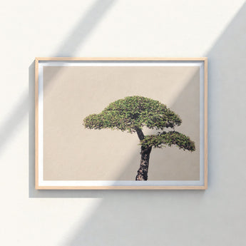 Minimalist Framed Art Print Single Sculpted Bonsai Tree Photography, Horticultural Haiku, Photographic Ode