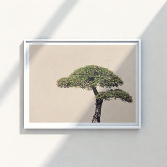 White-framed Art Print Minimalist Sculpted Tree Lush Green Bonsai Photography, Horticultural Haiku, Photographic Ode