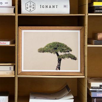 Me Myself & Bonsai - Photography Art Print / Canvas Framed Artwork Single Acacia Tree Branches Beige Background, Horticultural Haiku,