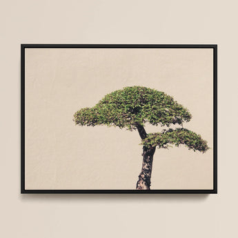 Me Myself & Bonsai - Photography Art Print / Canvas Framed Minimalist Single Lush Green, Horticultural Haiku, Photographic Ode Prints