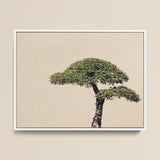 Me Myself & Bonsai - Photography Art Print / Canvas Framed Minimalist Stylized Dark-barked Tree Lush, Horticultural Haiku, Photographic Ode