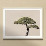 Me Myself & Bonsai - Photography Art Print / Canvas Framed Photograph Bonsai Tree Two Distinct Tiers Foliage Art Photography, Horticultural