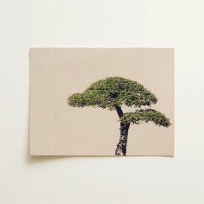 Me Myself & Bonsai - Photography Art Print / Canvas Minimalist Canvas Print Single Lush Green Tree Textured Bonsai Art Photography,