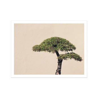 Me Myself & Bonsai - Photography Art Print / Canvas Bonsai Tree Two Distinct Tiers Foliage Art Photography, Horticultural Haiku,