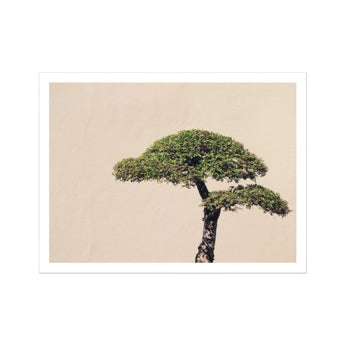 Me Myself & Bonsai - Photography Art Print / Canvas Tree Two Distinct Tiers Foliage, Horticultural Haiku, Photographic Ode Prints