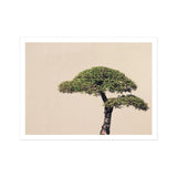Me Myself & Bonsai - Photography Art Print, Bonsai Tree Two Distinct Tiers Foliage