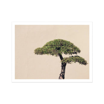 Me Myself & Bonsai - Photography Art Print, Bonsai Tree Two Distinct Tiers Foliage