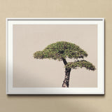 Me Myself & Bonsai - Photography Art Print, Bonsai Tree Two Distinct Tiers Foliage Cloud-like Shape