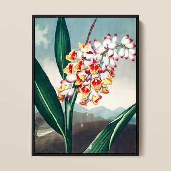 Nodding Renealmia - Robert John Thornton Floral Art Print / Canvas, 12x16’’ / 31x41cm / Black Frame, Posters Prints & Visual Artwork, Toby