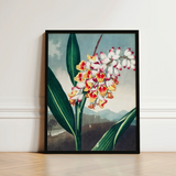 Nodding Renealmia - Robert John Thornton Floral Art Print / Canvas Framed Botanical Illustration Cluster White Yellow Red Flowers,