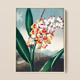 Nodding Renealmia - Robert John Thornton Floral Art Print / Canvas Botanical Illustration Cluster White Yellow Red Flowers, Thornton’s
