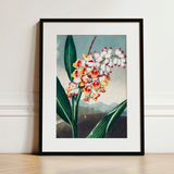 Nodding Renealmia - Robert John Thornton Floral Art Print / Canvas, 12x16’’ / 31x41cm / Black Frame / Matboard, Posters Prints & Visual