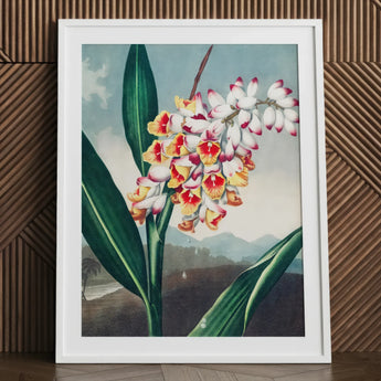 Nodding Renealmia - Robert John Thornton Floral Art Print / Canvas, 24x32’’ / 61x81cm / White Frame / Matboard, Posters Prints & Visual