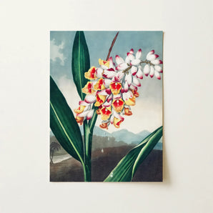 Nodding Renealmia - Robert John Thornton Floral Art Print / Canvas, 12x16’’ / 31x41cm / Unframed / no Border, Posters Prints & Visual