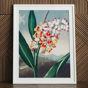Nodding Renealmia - Robert John Thornton Floral Art Print / Canvas Framed Botanical Illustration Cluster White Yellow Pink Flowers,