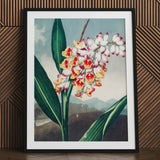 Nodding Renealmia - Robert John Thornton Floral Art Print / Canvas Framed Botanical Illustration Cluster White Yellow Red Flowers,