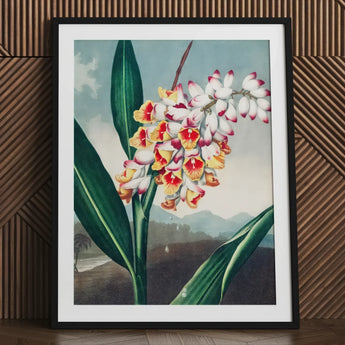 Nodding Renealmia - Robert John Thornton Floral Art Print / Canvas Framed Botanical Illustration Cluster White Yellow Red Flowers,